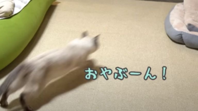 室内を走る猫