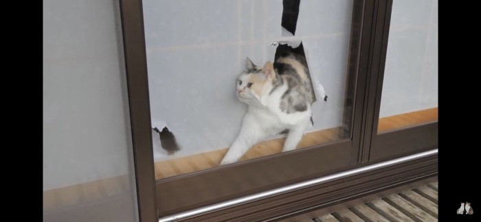 顔が挟まれる猫