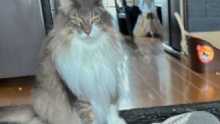 室内にいる猫