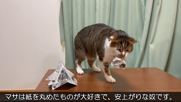 新聞紙の玉で遊ぶ猫