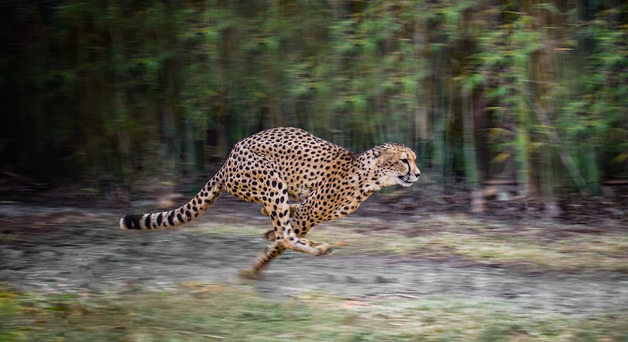 獲物を追って走るチーター