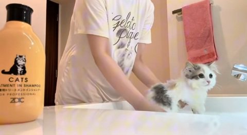 洗面台で洗われているマンチカンの子猫