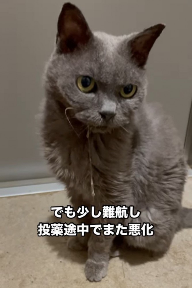 座っているよだれが出た猫