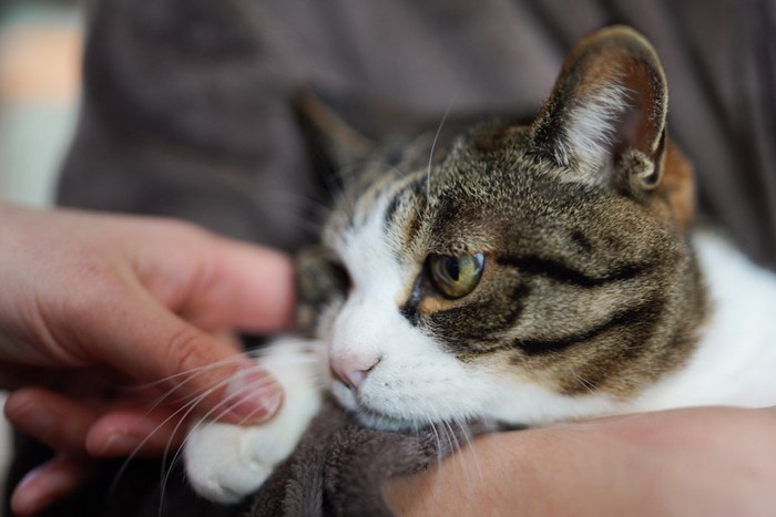 抱っこされている猫の手を触る人の手