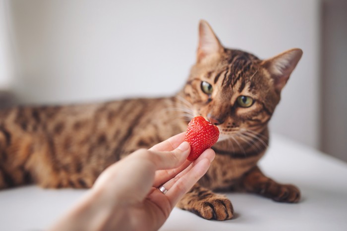 いちごを持って猫に見せている飼い主の手