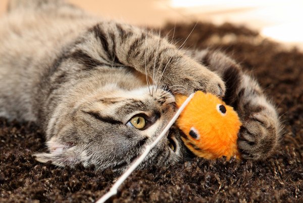 黄色いおもちゃで遊ぶ猫