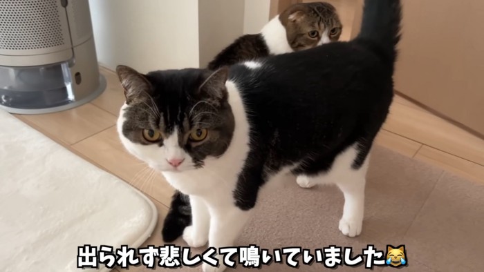 立っている立ち耳の猫