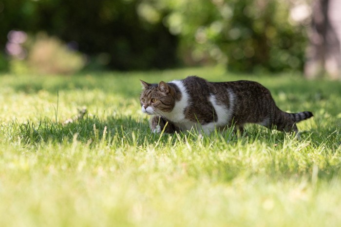 狩りをする猫