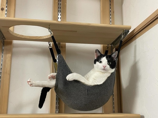 ハンモックに乗って肘をかける猫