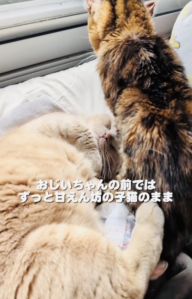 ミックス猫にくっついて寝るマンチカン