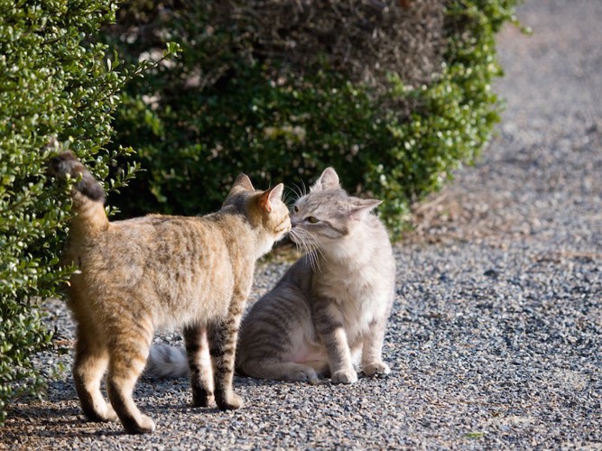 挨拶を交わす二匹の猫