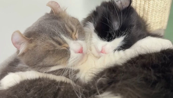 ギュッ