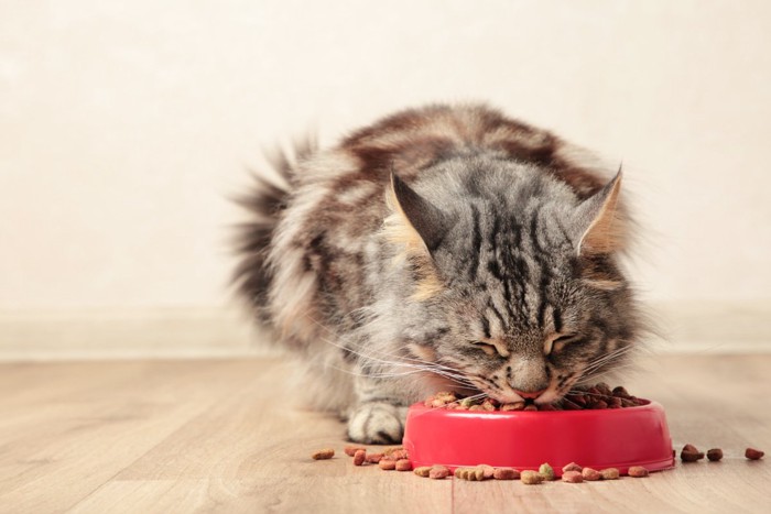 食事中のノルウェージャン