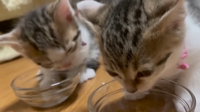 ごはんを食べる2匹の子猫