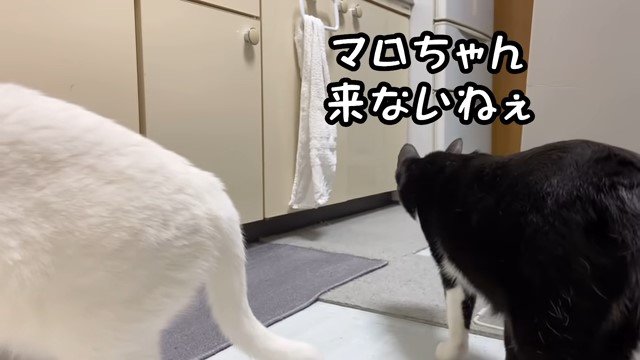 2匹の猫の後ろ姿