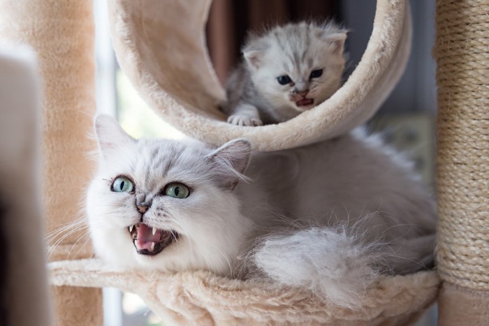 キャットタワーで遊ぶアメショー親子猫