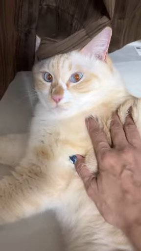顔をあげる猫