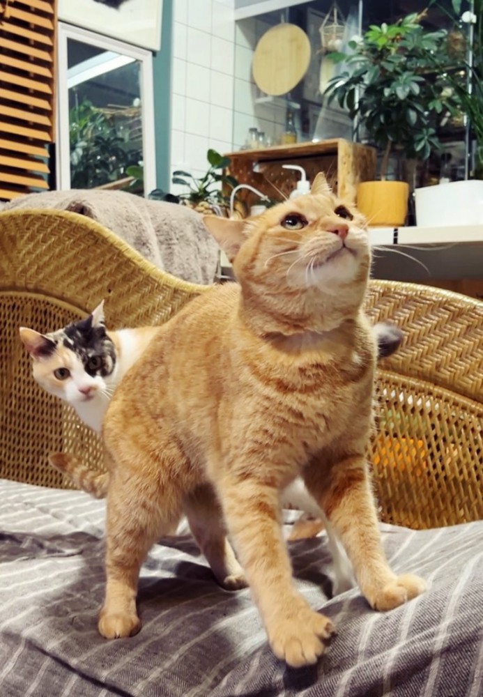 2匹の猫