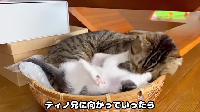 カゴの中の猫と子猫