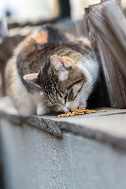 餌を食べる野良猫