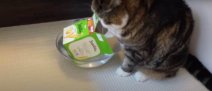 箱を頭から外している猫