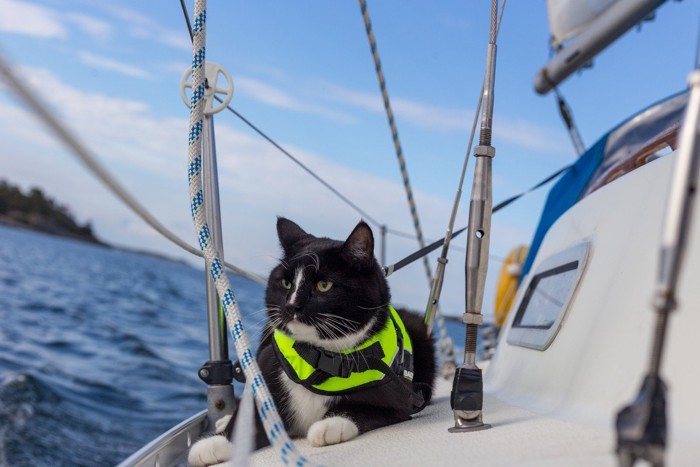 ライフジャケットを着てボートに乗る猫