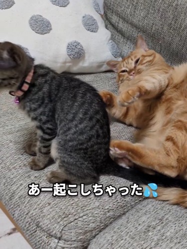 目が覚めた茶トラ猫