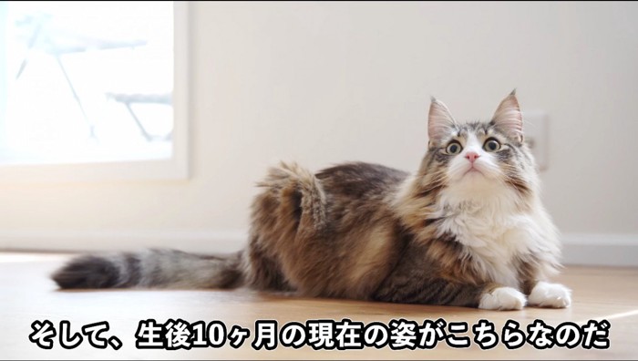 床に座って上を見上げる猫