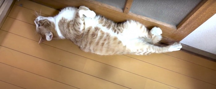 ヘソ天で寝そべっている猫%%ついにヘソ天をするように
