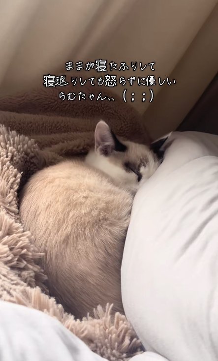 飼い主の足に半分隠れている寝ている猫