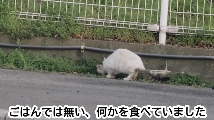 下を見ている猫