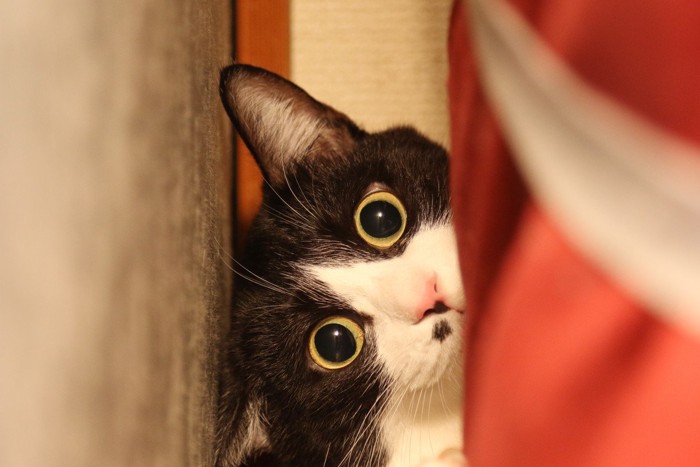 狭いところに隠れるハチワレ猫
