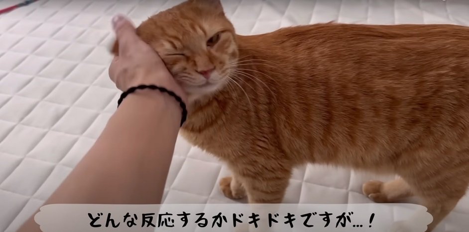 なででもらう猫