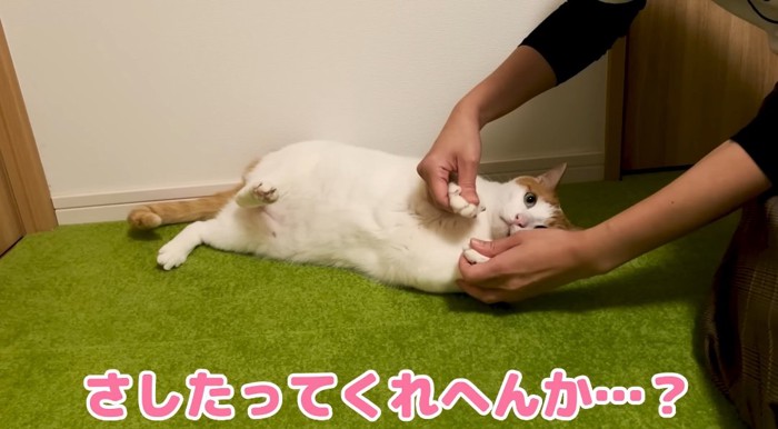 横たわる猫