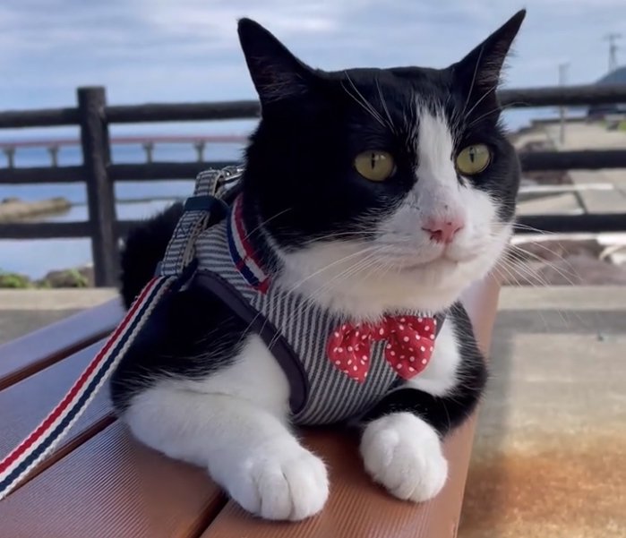 海の前でくつろぐハーネスをつけた猫