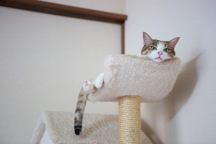 キャットタワーの上の猫