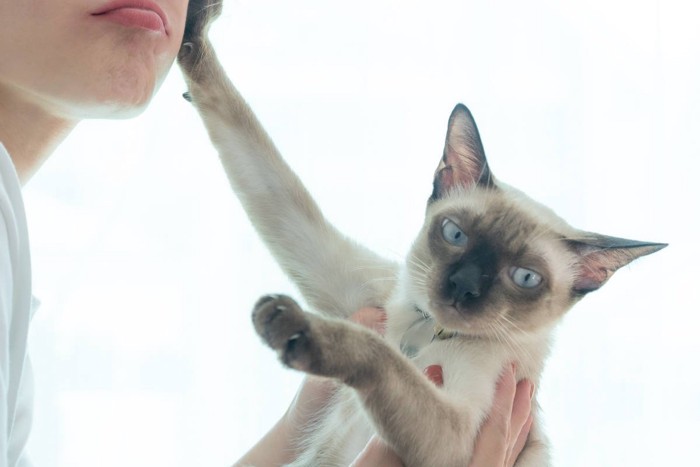 抱っこしたい飼い主と嫌がる猫