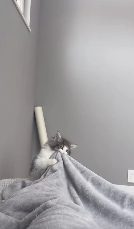 人に噛みついている子猫