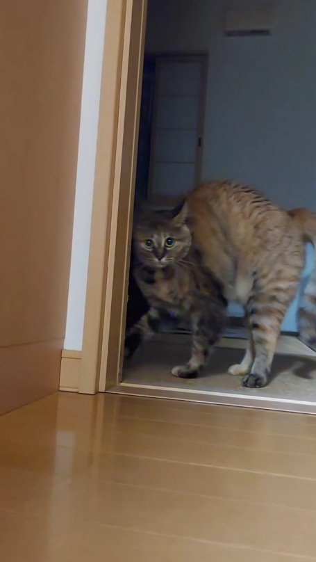 背中を丸めて奥の部屋へ移動する猫