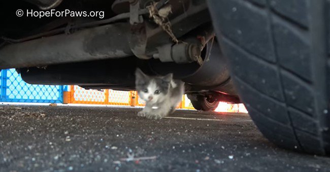 カメラに向かって突進