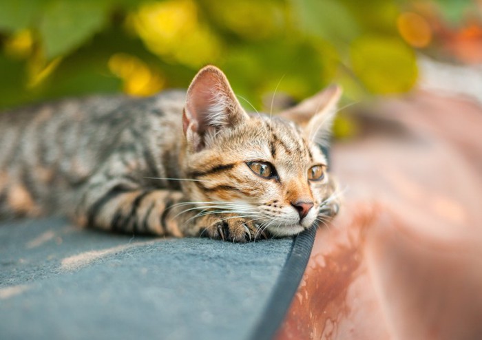 マットの上で日なたぼっこする猫