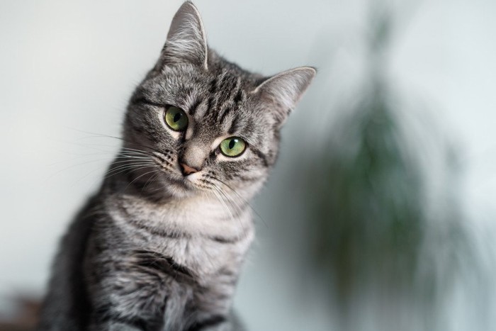 こちらを見つめるかわいらしい猫