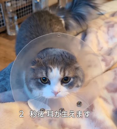 エリカラを着けた猫(2秒後耳が生えます)