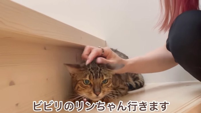 階段で小さくなっている猫