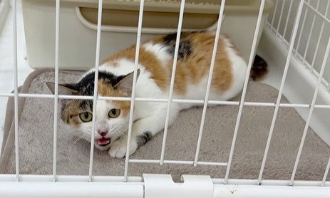 ケージ内で鳴く猫