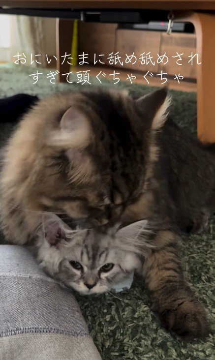 子猫を毛づくろいする猫