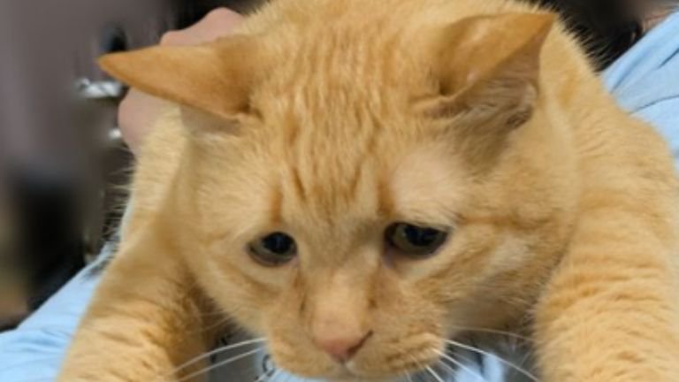 抱かれている猫