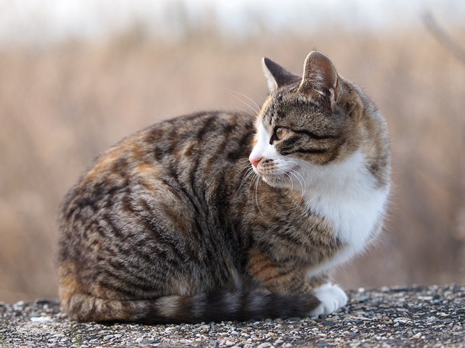 帰らない猫