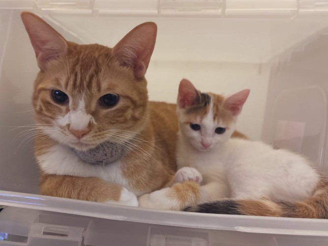 先住猫と子猫