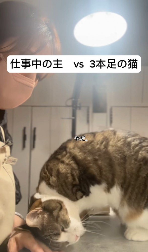 人の手に頭をつける猫